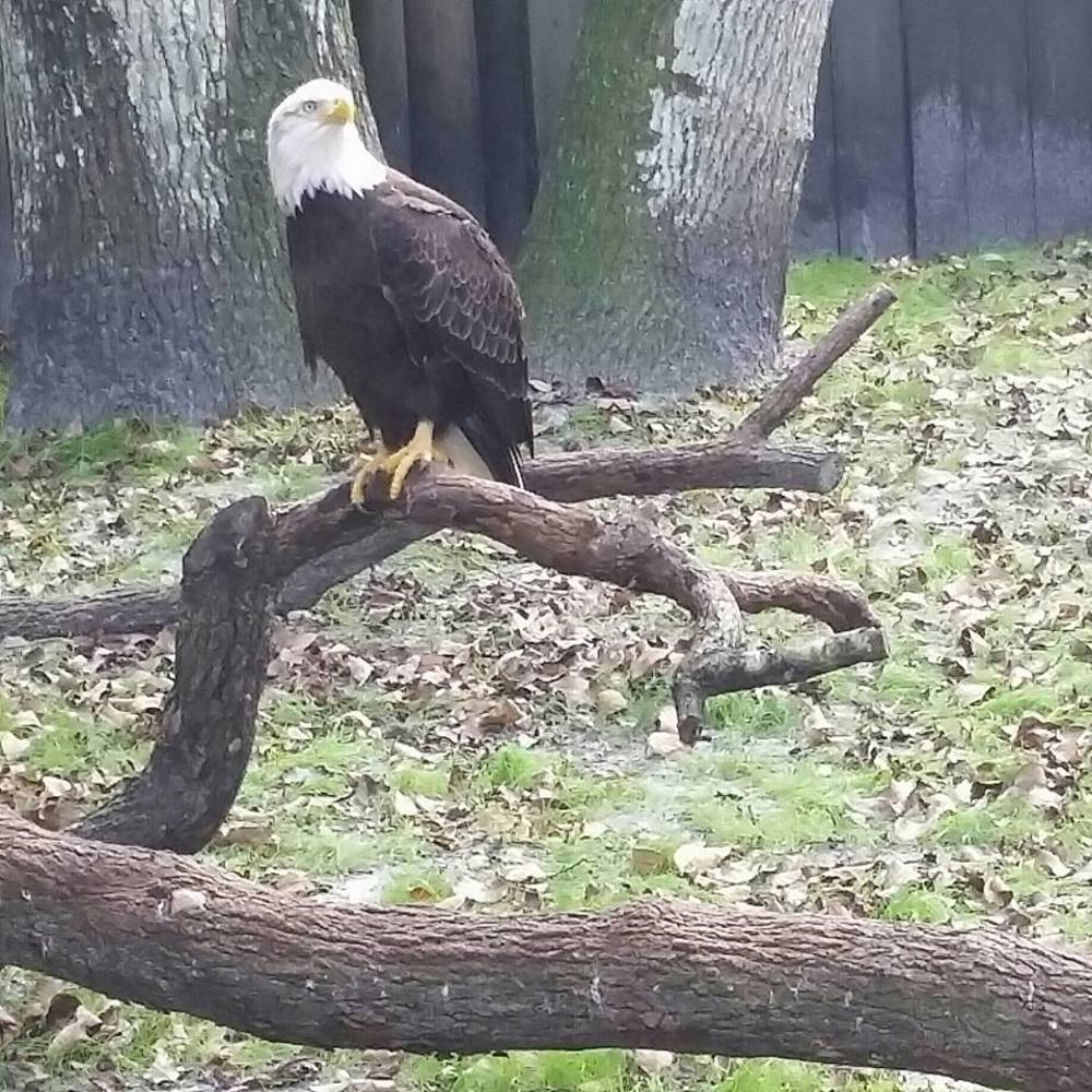 Meet your Posher, Roger